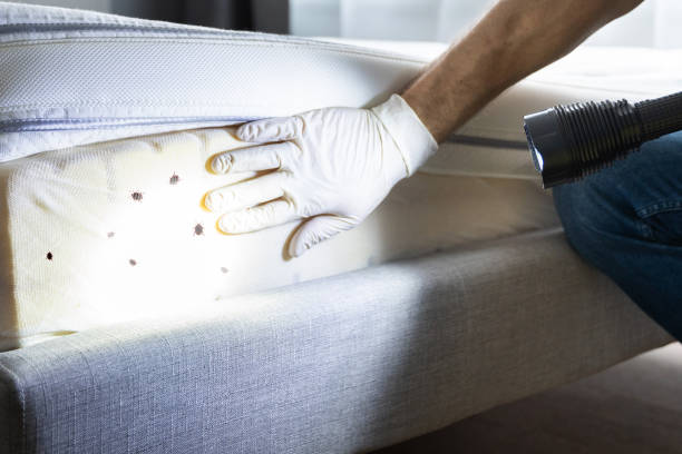 Best Affordable Pest Control Services  in Ellisville, MO