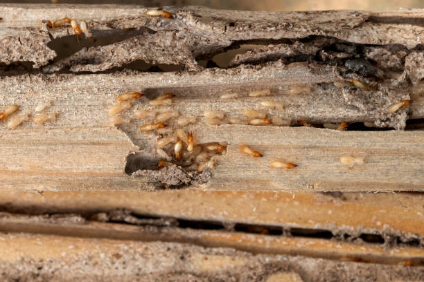 Best Pest Inspection Near Me  in Ellisville, MO